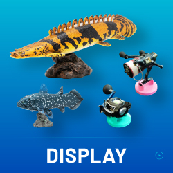 DISPLAY