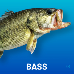 BASS