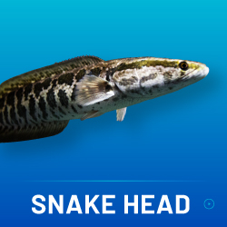 SNAKE HEAD
