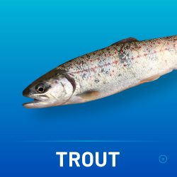 TROUT